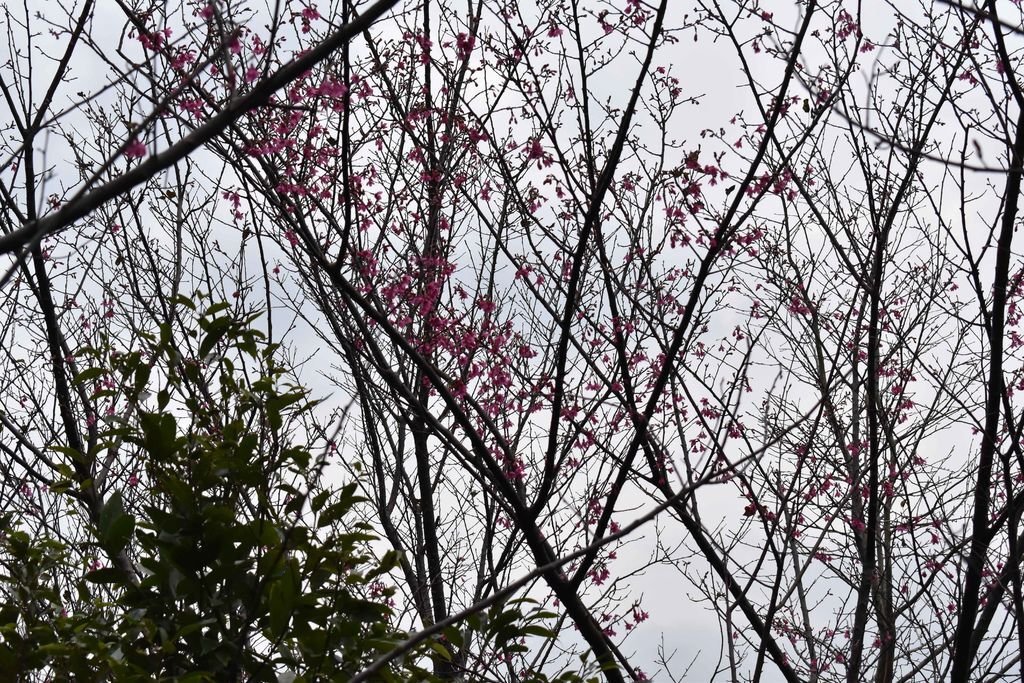 DSC_1085