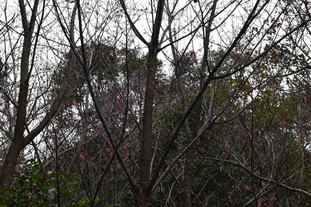 DSC_1121