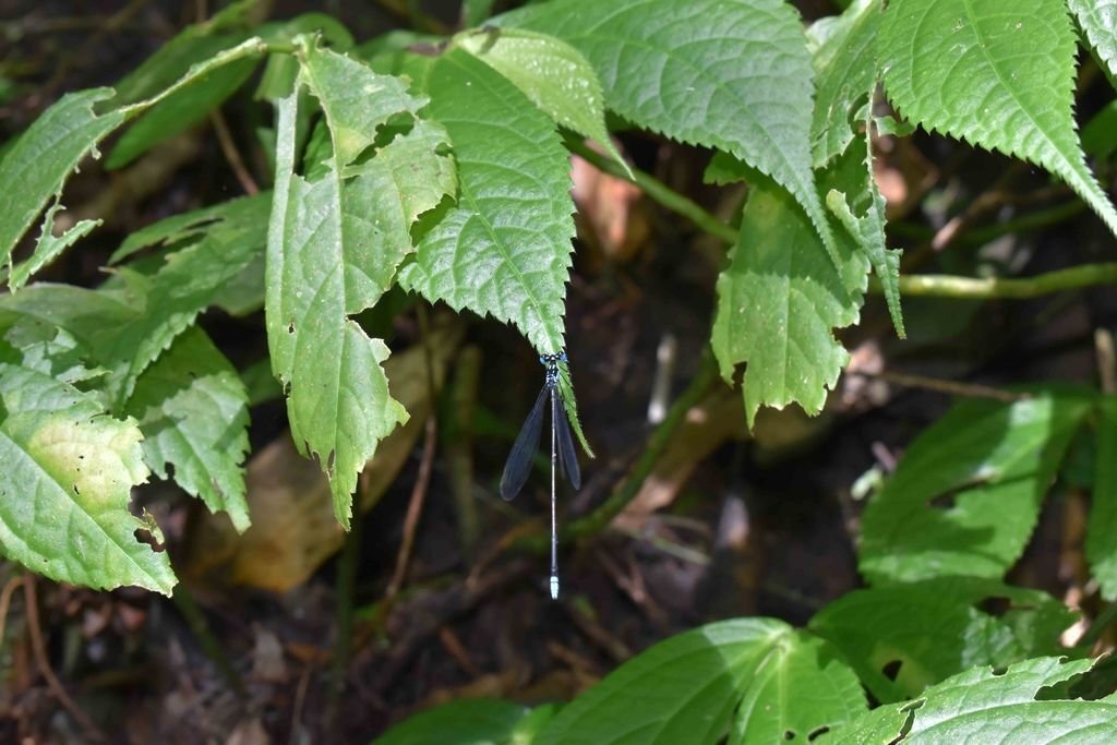 DSC_0721