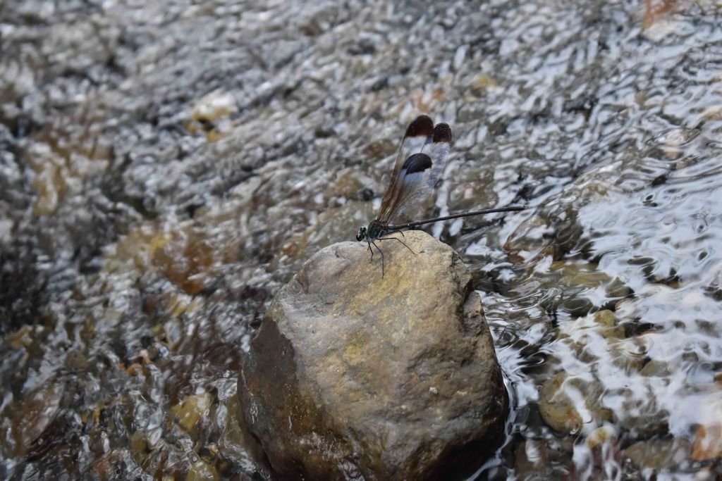 DSC_0358