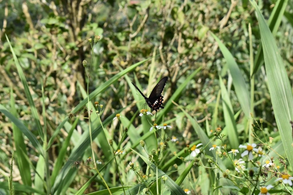 DSC_0044
