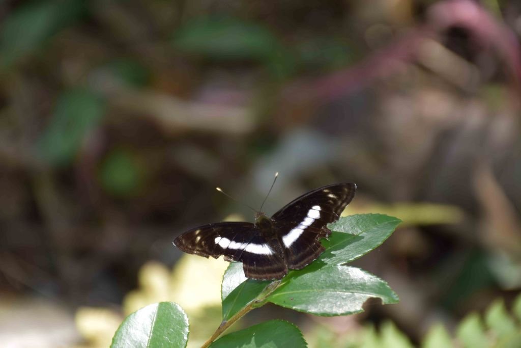 DSC_0107.jpg