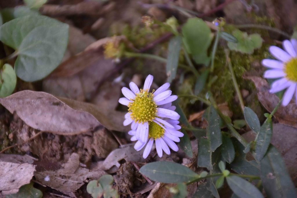 DSC_0136.jpg