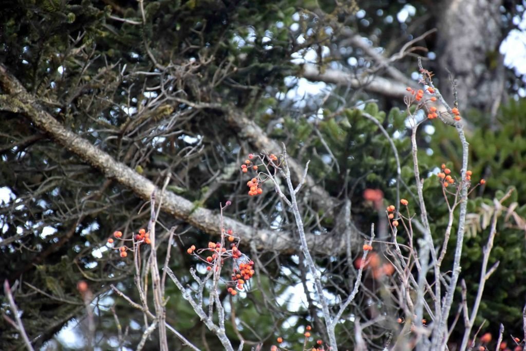DSC_0069.jpg