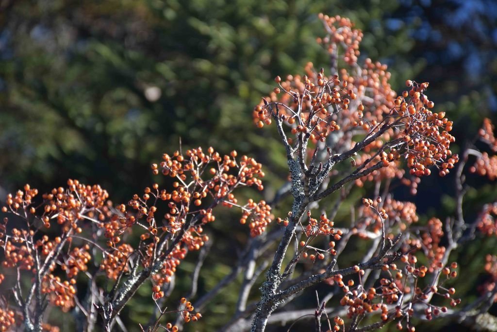 DSC_0083.jpg