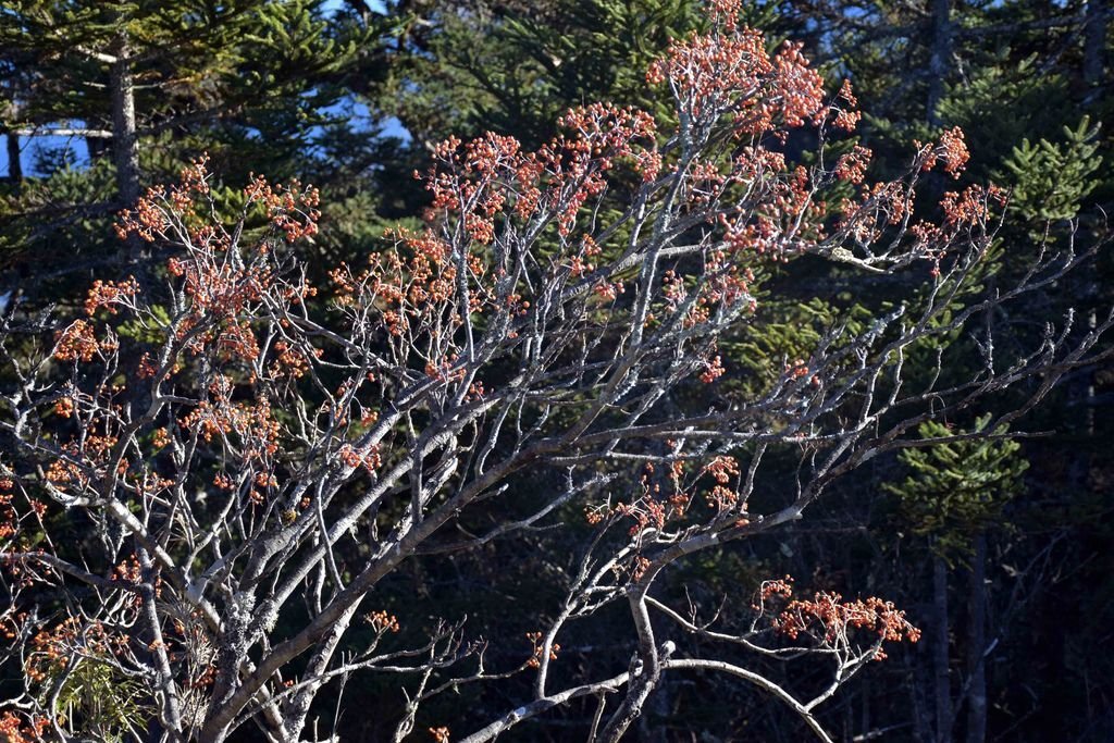 DSC_0081.jpg