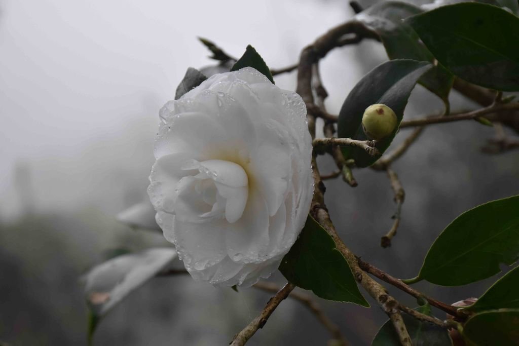 DSC_0244.jpg