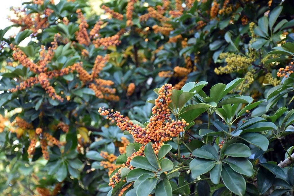 DSC_0007.jpg
