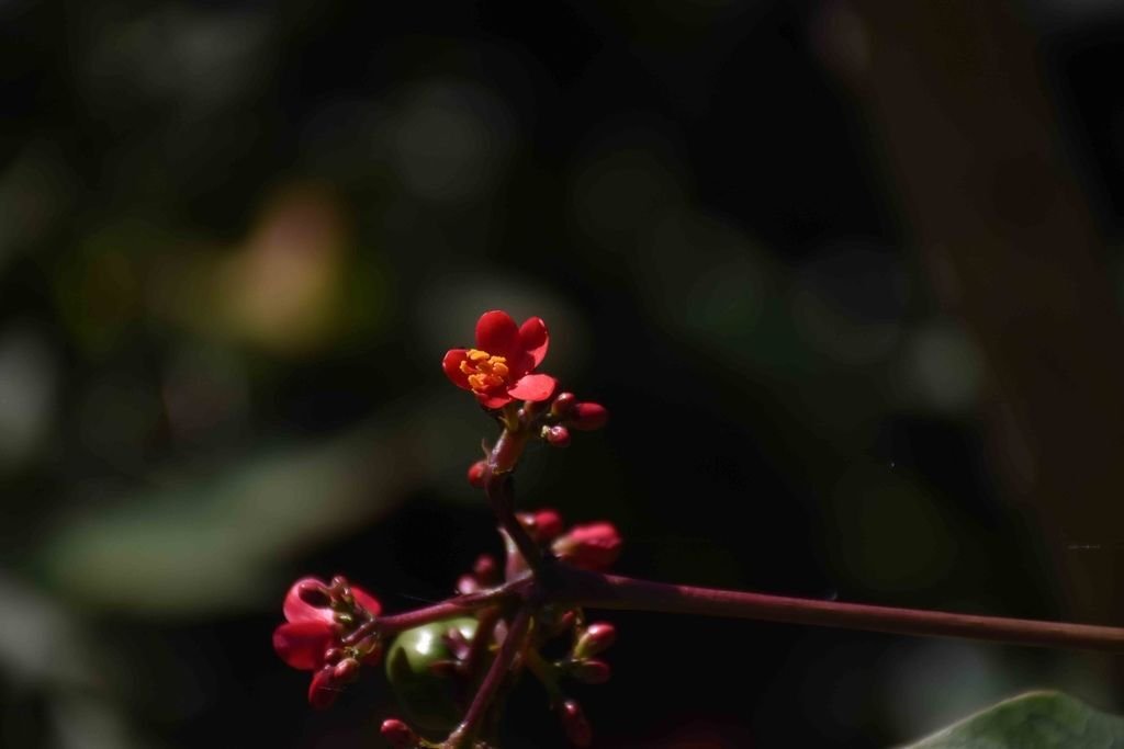 DSC_0080.jpg