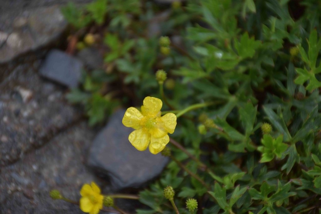 DSC_0062.jpg