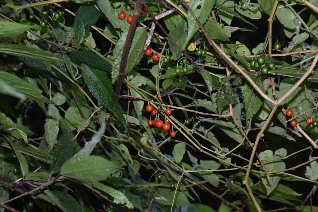 DSC_0121.jpg