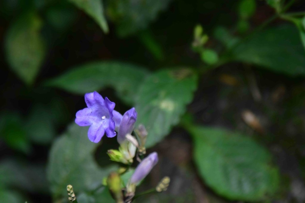DSC_0136.jpg