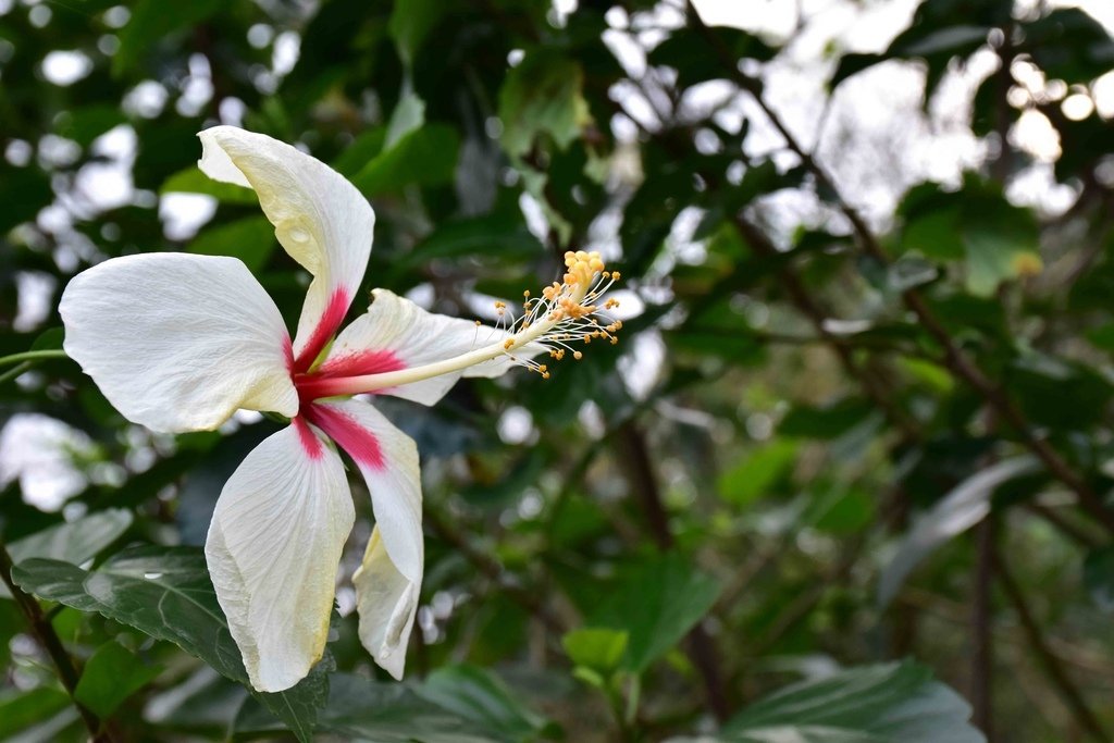 DSC_0855.jpg