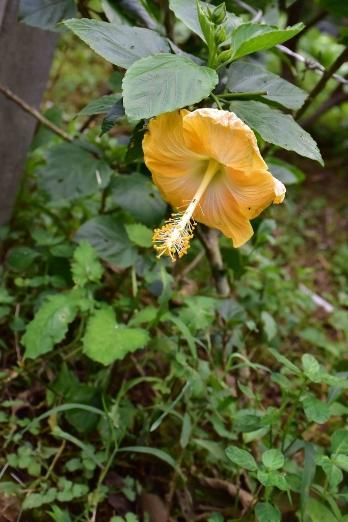 DSC_0862.jpg