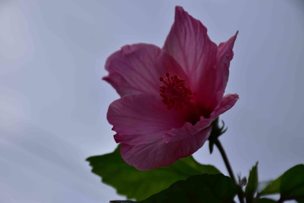 DSC_0863.jpg
