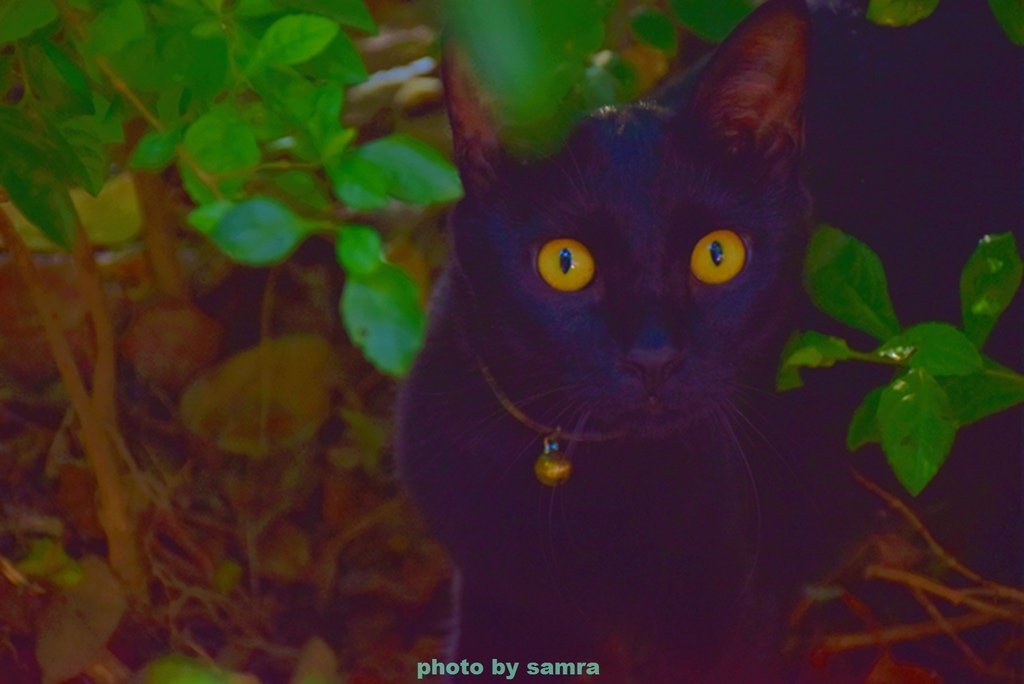 DSC_0967_副本.jpg