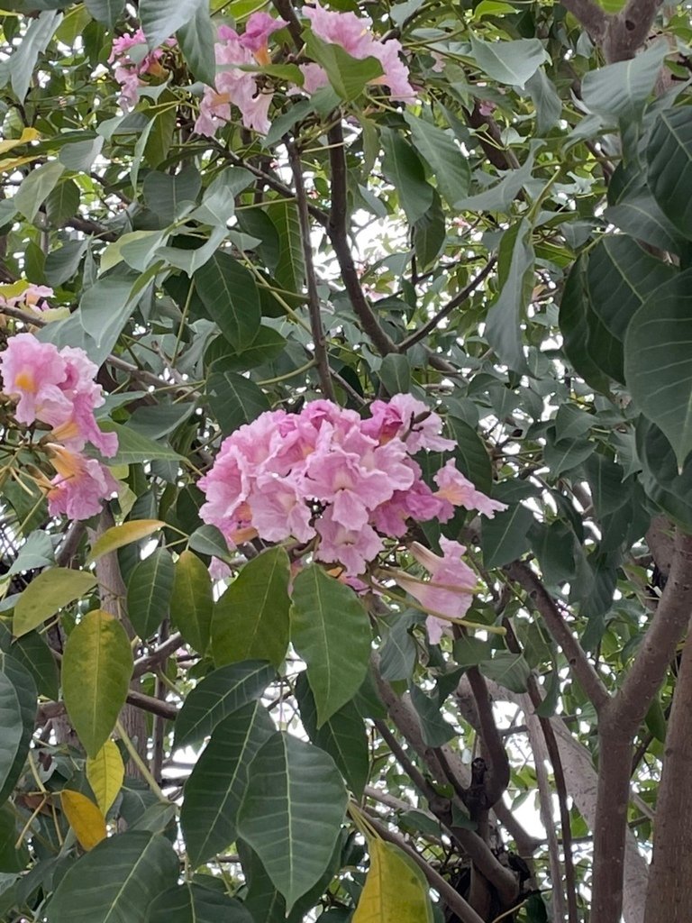 S__6447156.jpg