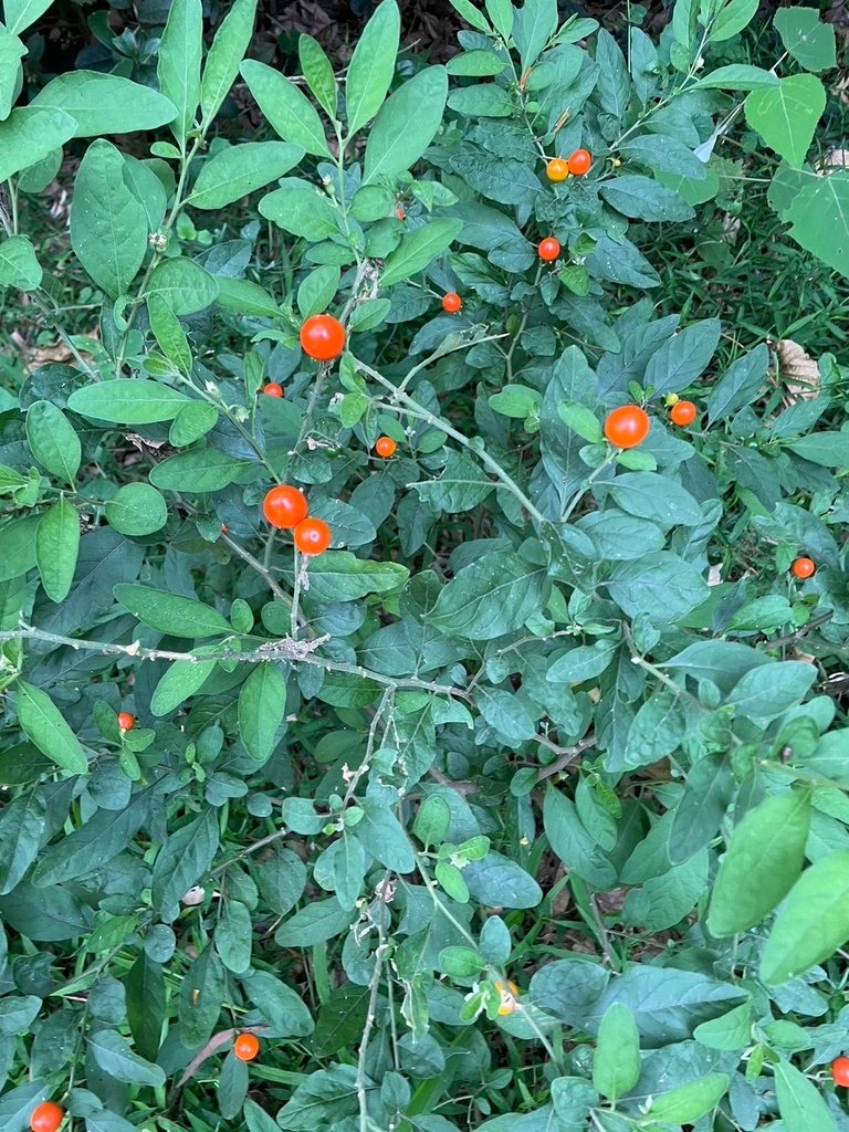 S__26722314.jpg