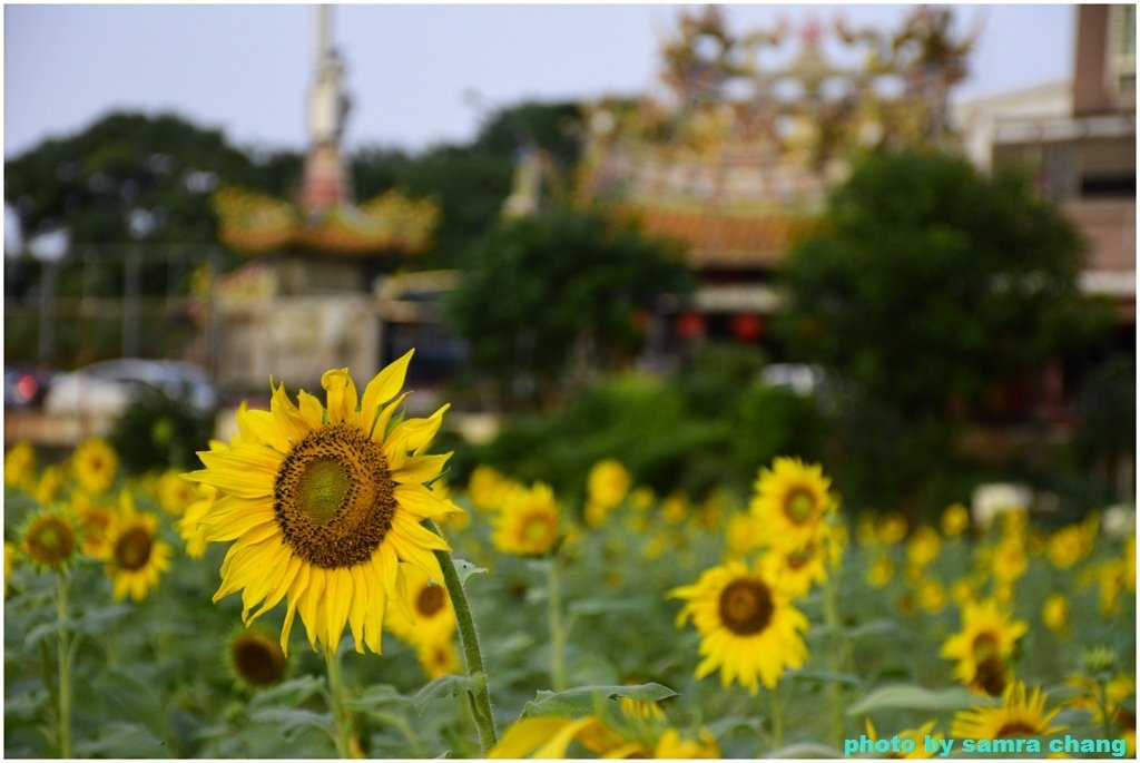 南昌公園→福頭山→虎頭山→環保公園→忠烈祠→大有梯田→南昌公