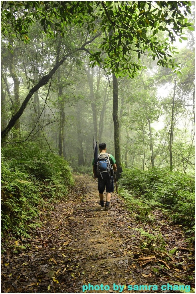 阿里山特富野古道20240609