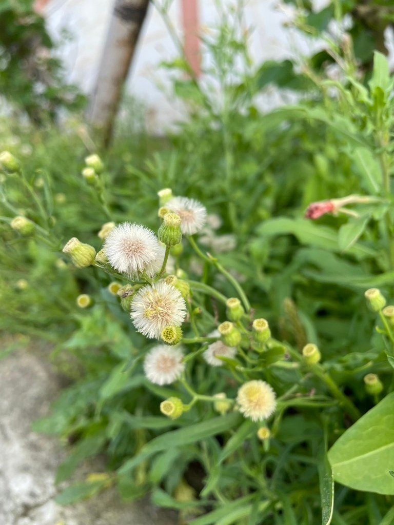 美麗的夕陽~竹圍漁港、虎頭山環保公園