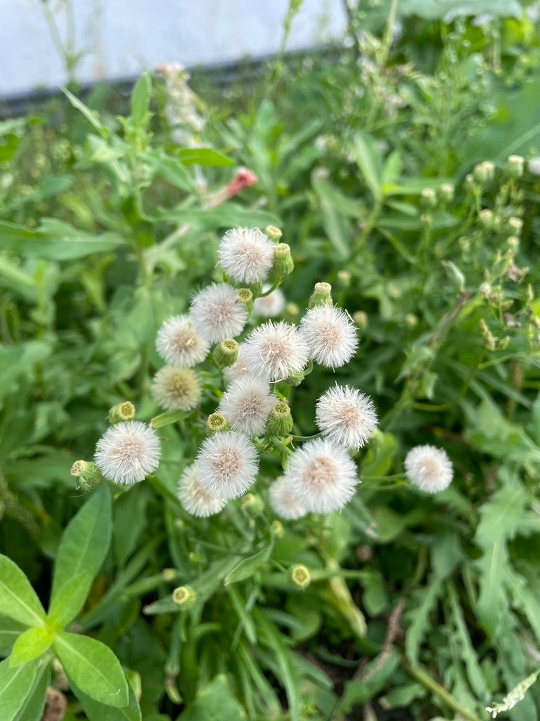美麗的夕陽~竹圍漁港、虎頭山環保公園