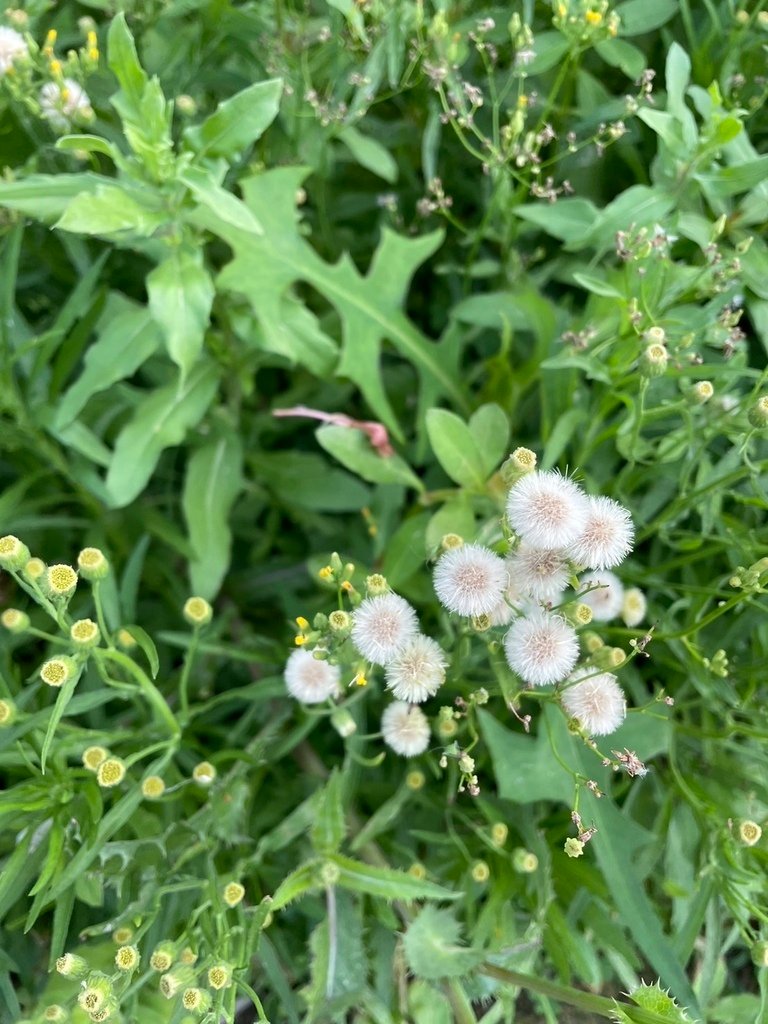 美麗的夕陽~竹圍漁港、虎頭山環保公園