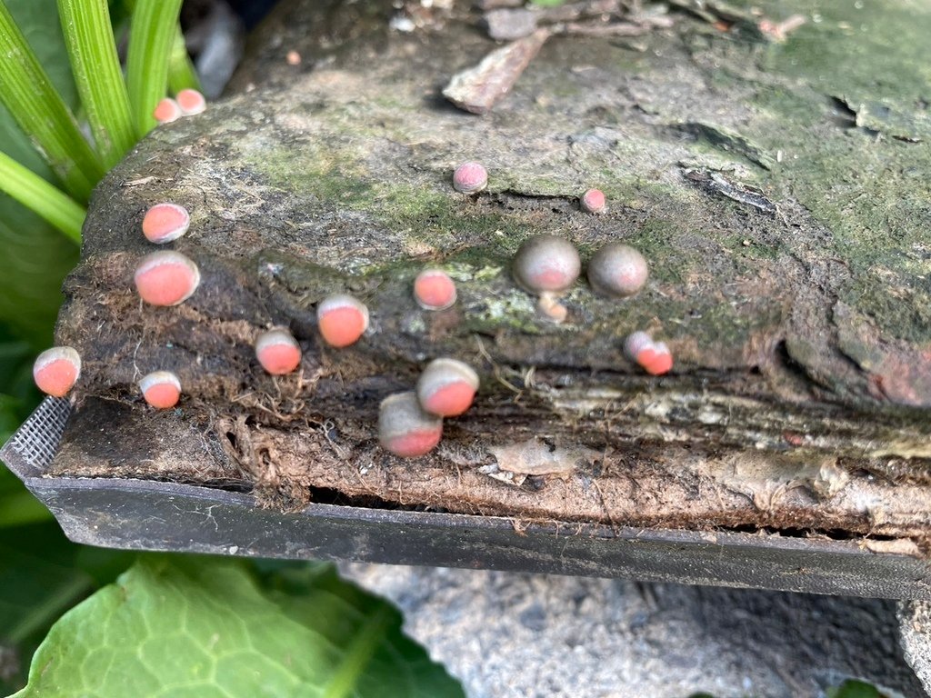 粉瘤黏菌.jpg