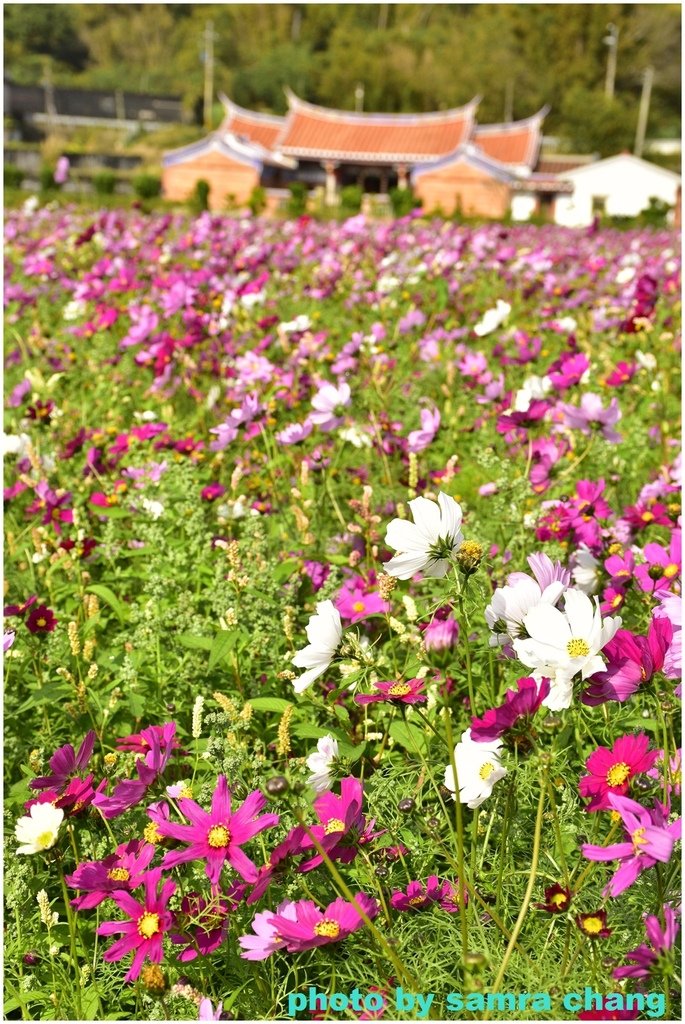 新竹芎林下山村花海20250127