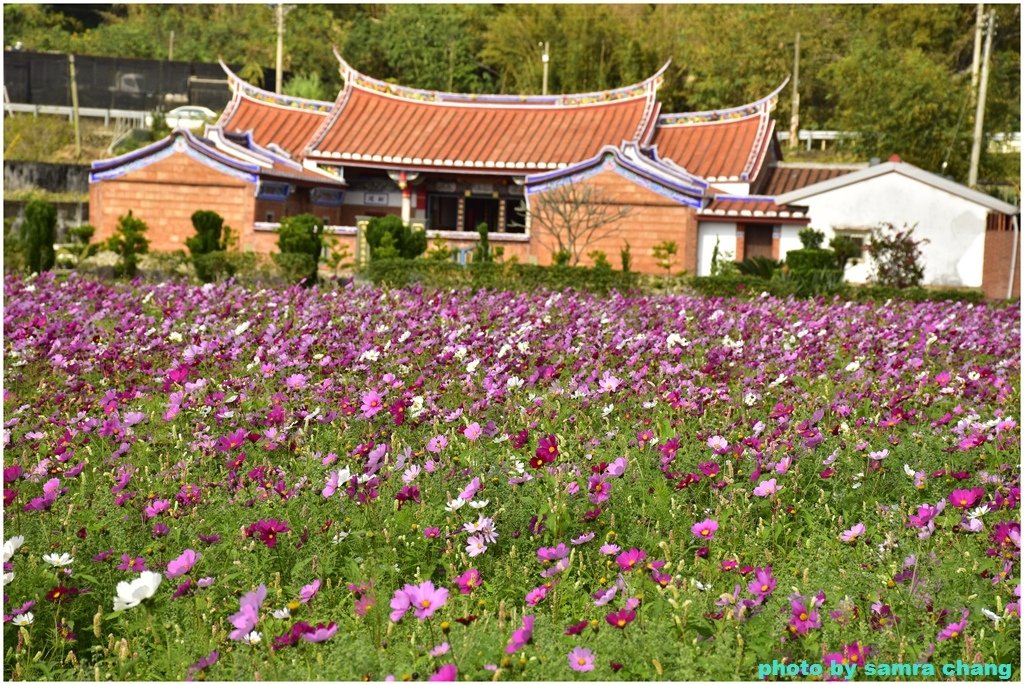 新竹芎林下山村花海20250127