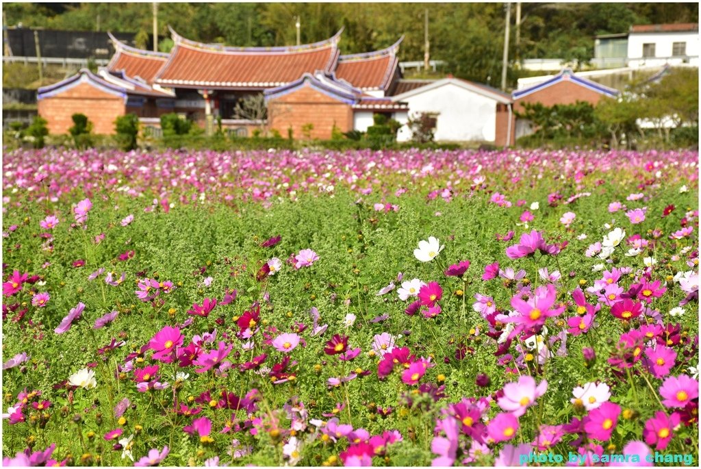 新竹芎林下山村花海20250127