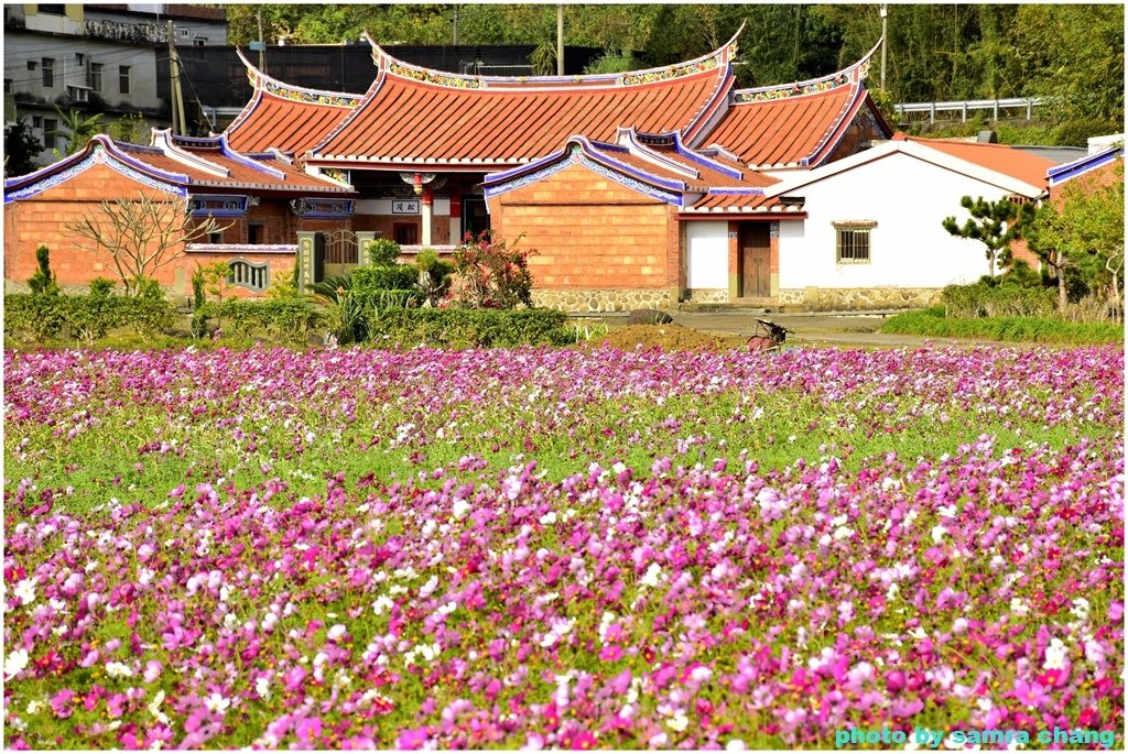 新竹芎林下山村花海20250127