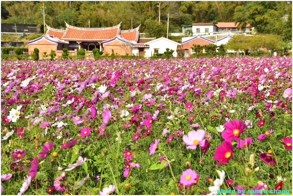 新竹芎林下山村花海20250127