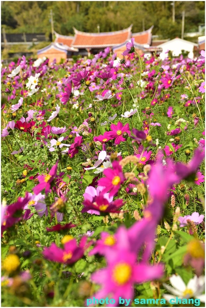 新竹芎林下山村花海20250127