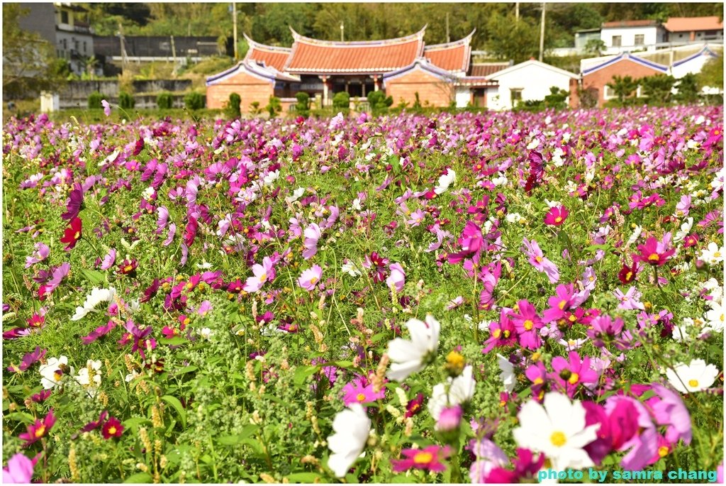 新竹芎林下山村花海20250127