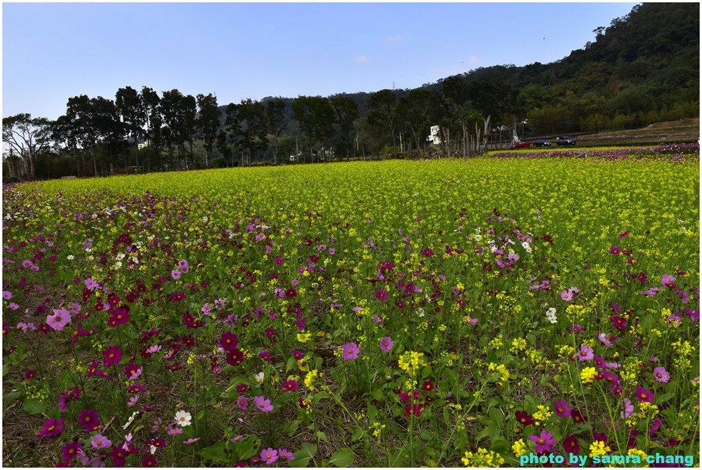 新竹芎林下山村花海20250127