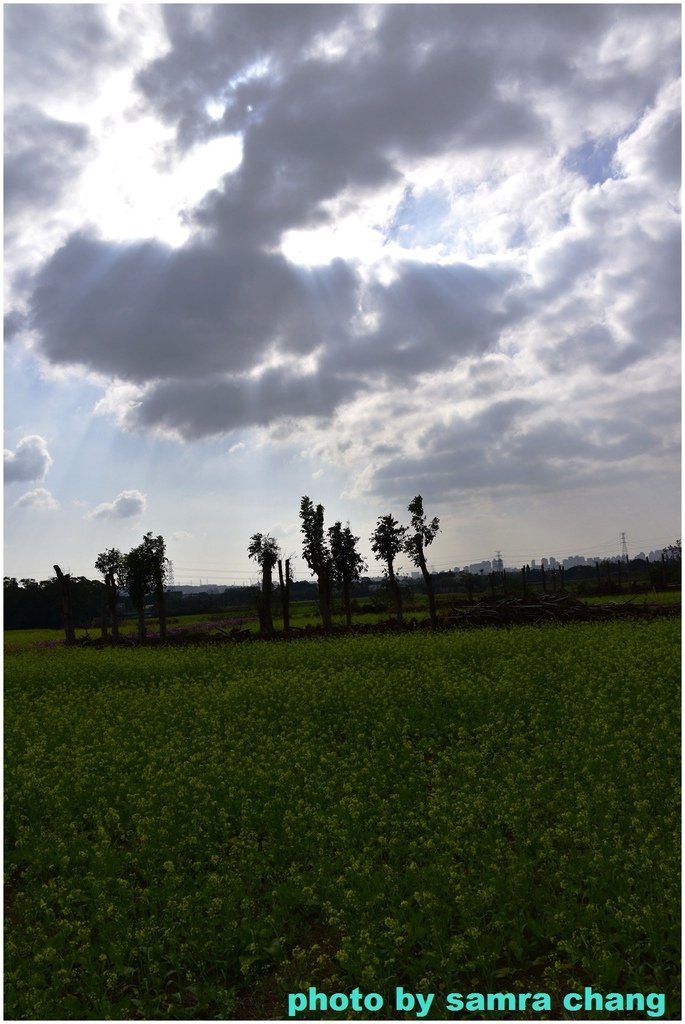 新竹芎林下山村花海20250127