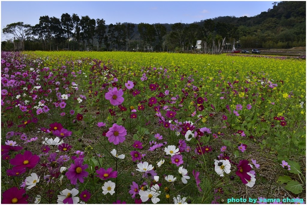 新竹芎林下山村花海20250127