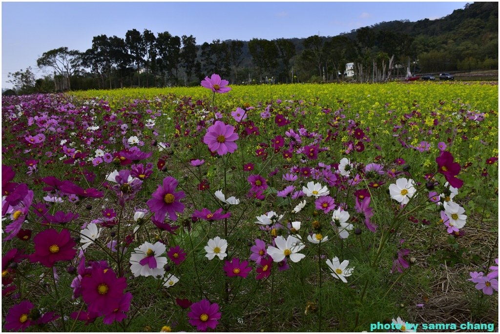 新竹芎林下山村花海20250127