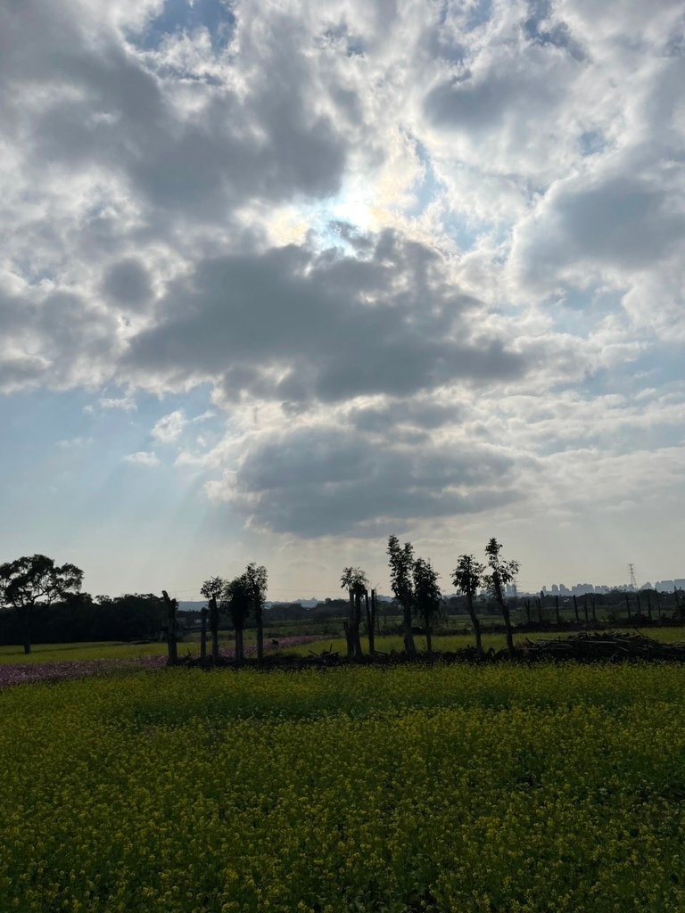 新竹芎林下山村花海20250127
