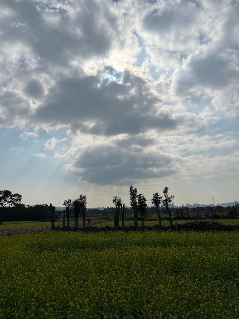 新竹芎林下山村花海20250127
