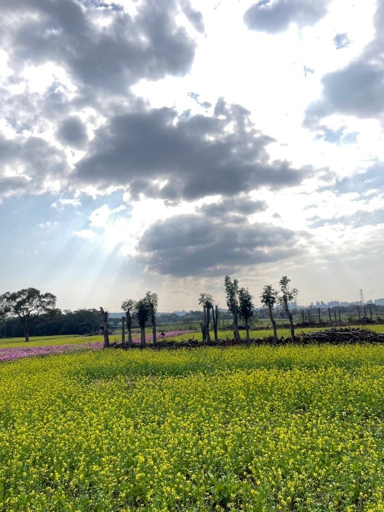 新竹芎林下山村花海20250127
