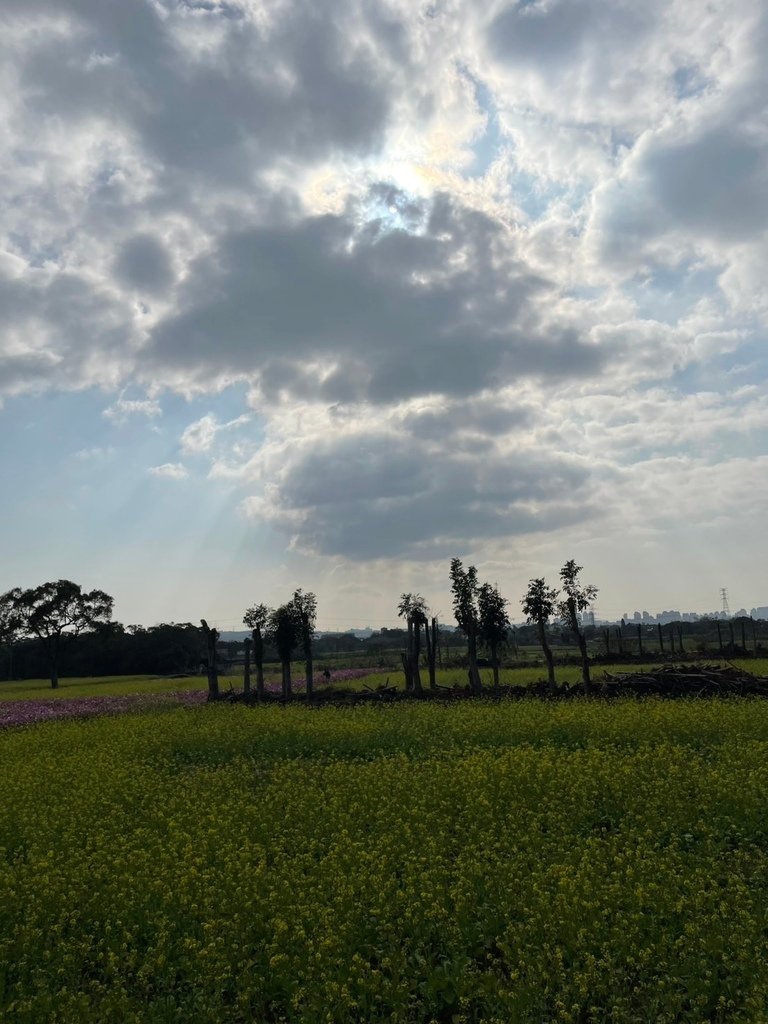 新竹芎林下山村花海20250127