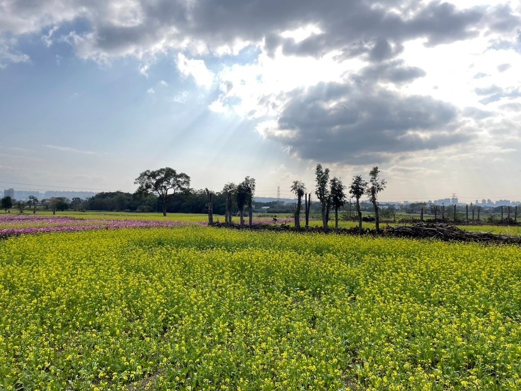 新竹芎林下山村花海20250127