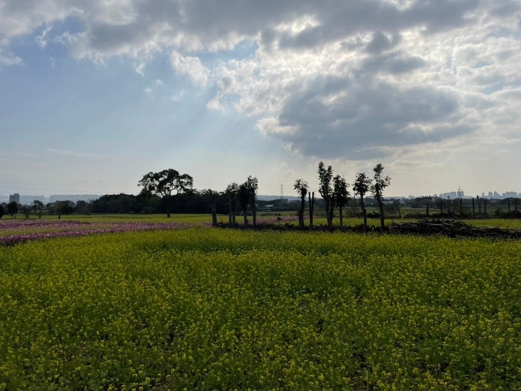 新竹芎林下山村花海20250127