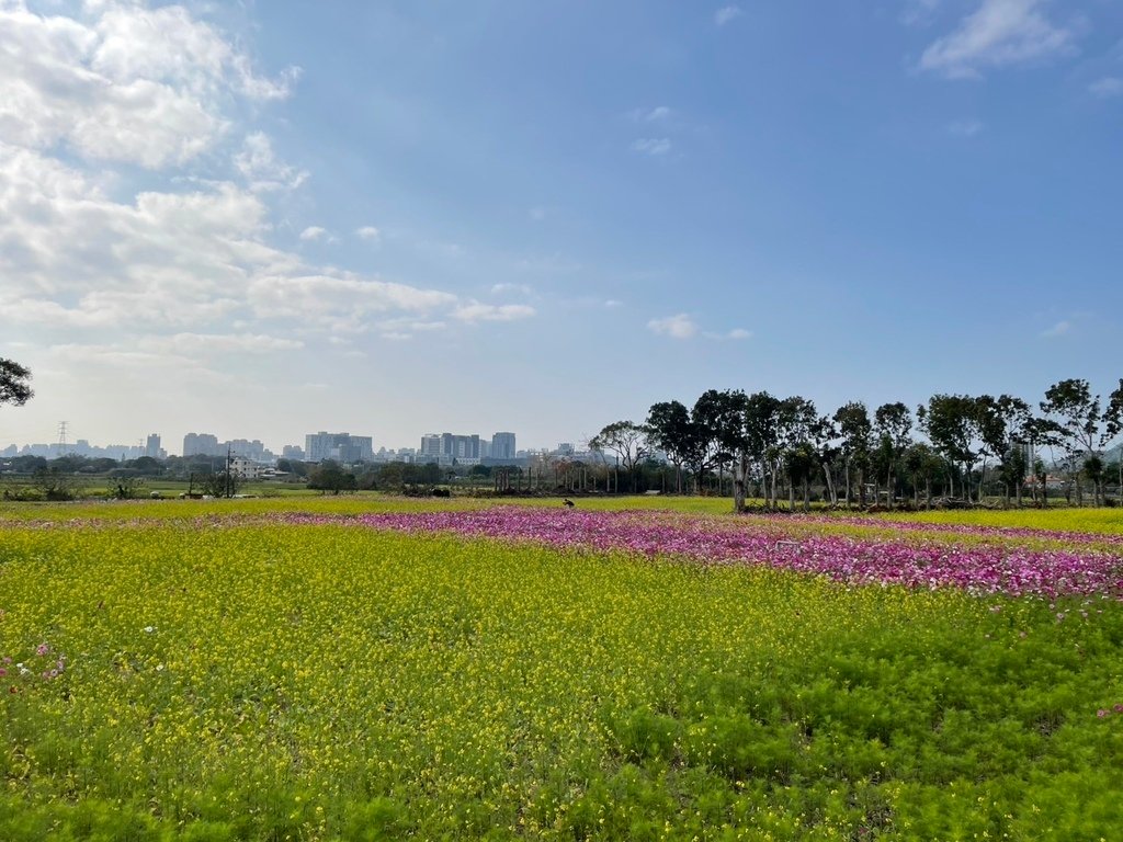 新竹芎林下山村花海20250127