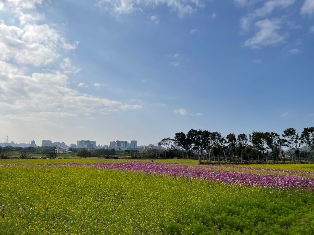 新竹芎林下山村花海20250127