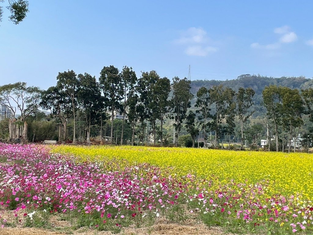 新竹芎林下山村花海20250127
