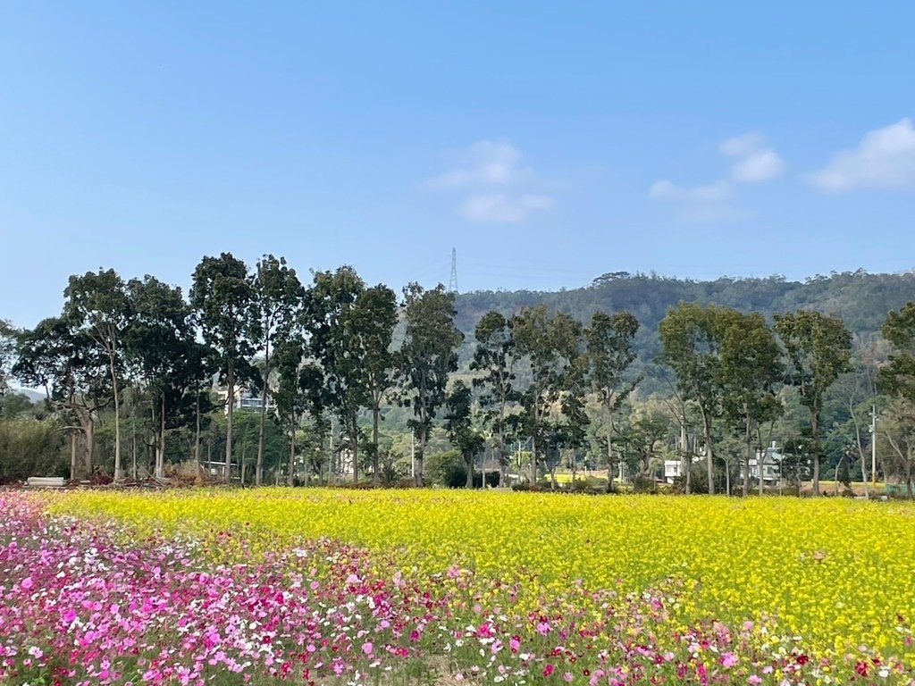 新竹芎林下山村花海20250127