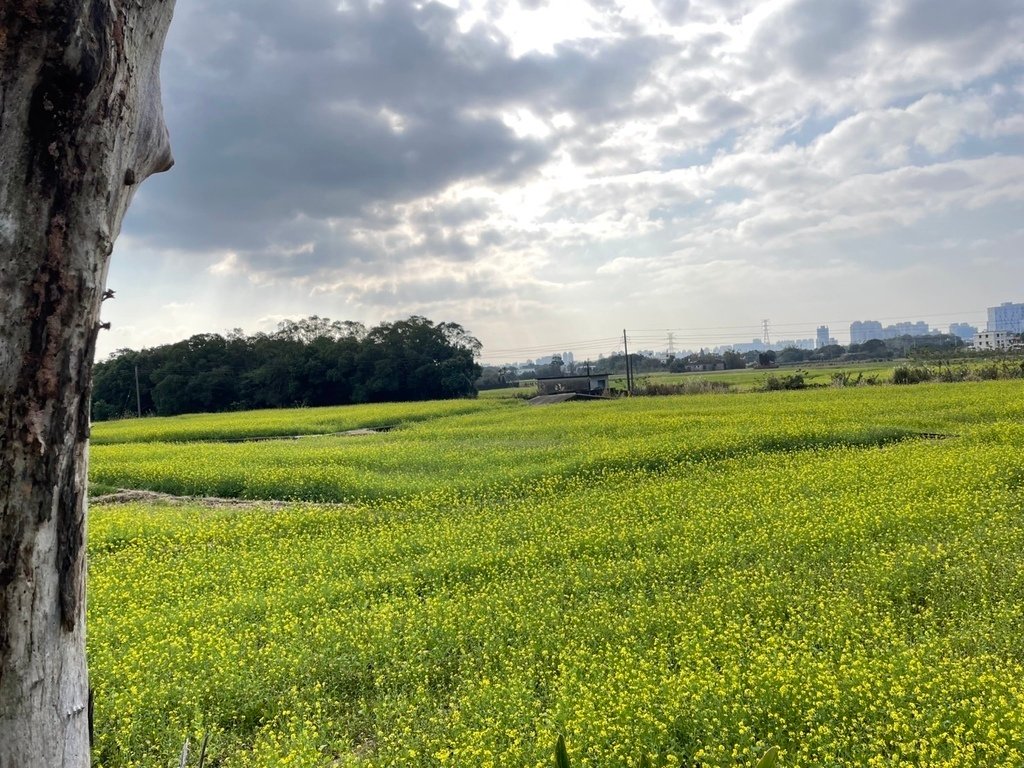新竹芎林下山村花海20250127